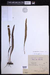 Elaphoglossum wawrae image