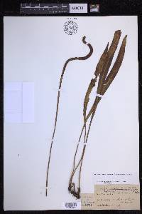 Elaphoglossum wawrae image