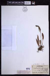 Elaphoglossum wawrae image