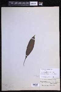 Elaphoglossum pellucidum image