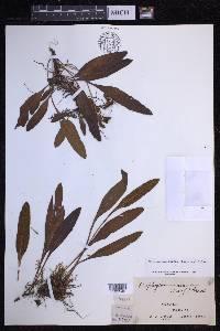 Elaphoglossum wawrae image