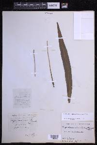 Elaphoglossum wawrae image