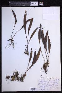 Elaphoglossum wawrae image