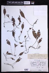 Elaphoglossum pellucidum image