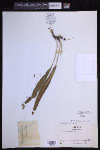 Elaphoglossum wawrae image