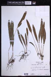 Elaphoglossum wawrae image