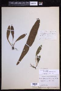 Elaphoglossum paleaceum image