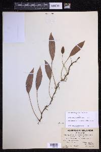 Elaphoglossum pellucidum image