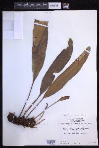 Elaphoglossum crassifolium image