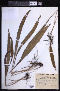 Elaphoglossum wawrae image
