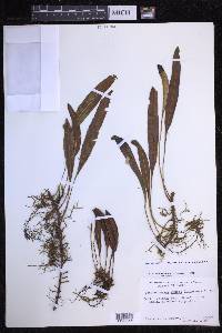 Elaphoglossum wawrae image