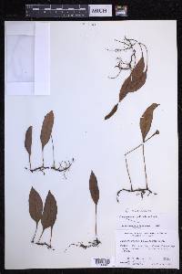 Elaphoglossum pellucidum image