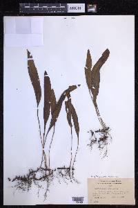 Elaphoglossum wawrae image
