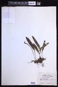 Elaphoglossum wawrae image
