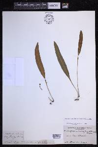 Elaphoglossum wawrae image