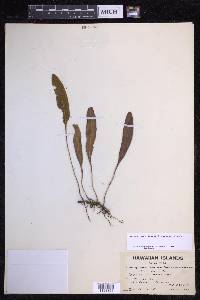 Elaphoglossum wawrae image