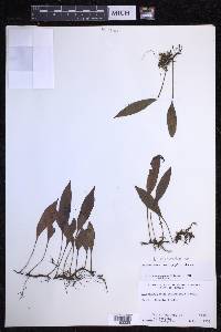 Elaphoglossum pellucidum image