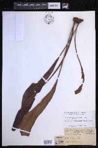 Elaphoglossum crassifolium image