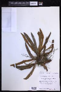 Elaphoglossum paleaceum image