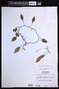 Elaphoglossum pellucidum image