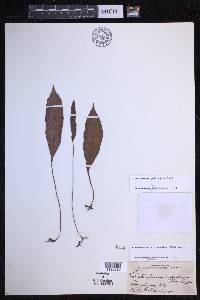 Elaphoglossum pellucidum image