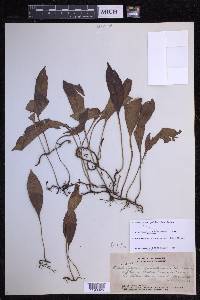 Elaphoglossum pellucidum image