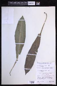 Elaphoglossum parvisquameum image