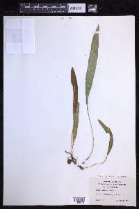 Elaphoglossum wawrae image