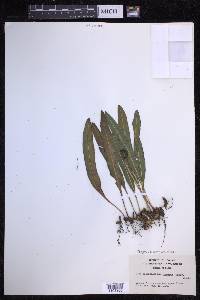 Elaphoglossum wawrae image
