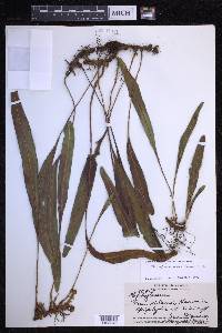 Elaphoglossum wawrae image