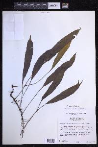 Elaphoglossum pellucidum image