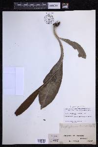 Elaphoglossum parvisquameum image