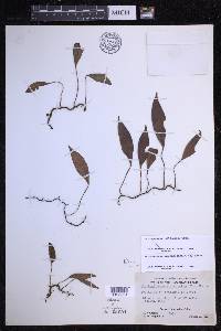 Elaphoglossum pellucidum image