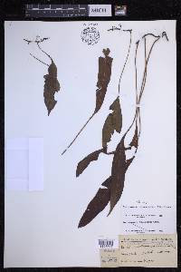 Elaphoglossum pellucidum image