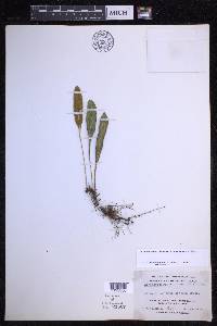 Elaphoglossum wawrae image