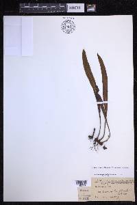Elaphoglossum wawrae image