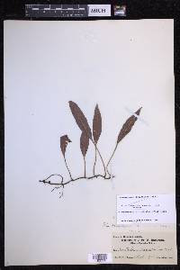 Elaphoglossum pellucidum image