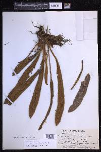 Elaphoglossum paleaceum image