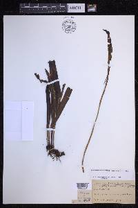 Elaphoglossum wawrae image