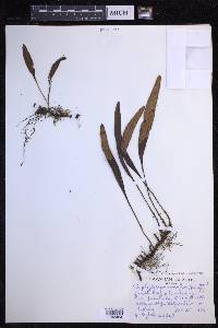 Elaphoglossum wawrae image