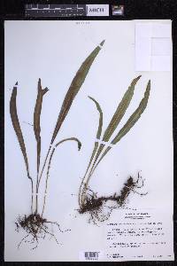 Elaphoglossum wawrae image