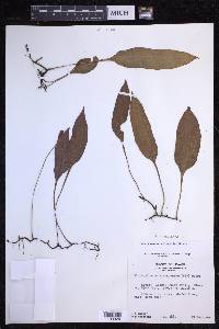 Elaphoglossum pellucidum image