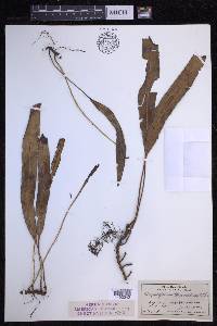 Elaphoglossum wawrae image