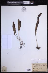 Elaphoglossum wawrae image