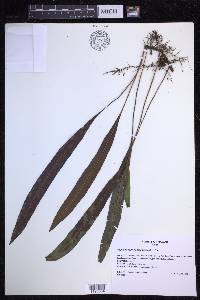 Elaphoglossum wawrae image