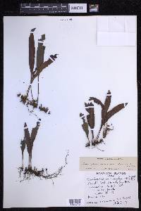 Elaphoglossum wawrae image