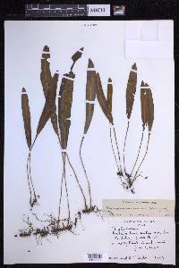 Elaphoglossum wawrae image