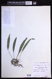 Elaphoglossum wawrae image