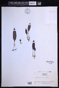 Elaphoglossum pellucidum image