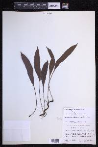 Elaphoglossum pellucidum image